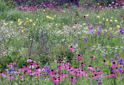 Purple coneflower and more, Shaw Nature Reserve