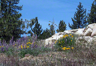 Lupine, Mexican Primrose, San Bernardino NF, CA