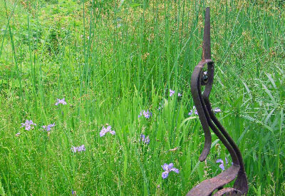 Iris versicolor, wet meadow, Shaw Nature Reserve