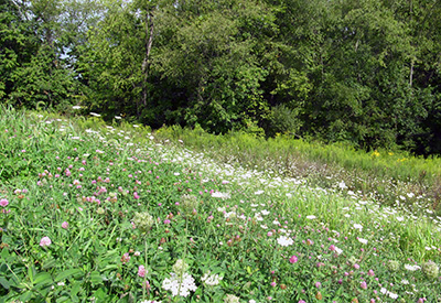 Yarrow and clover, Montour Trail, western PA