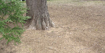 Bare earth beneath maple tree.