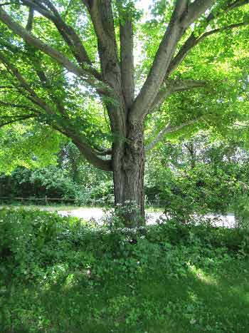 Mountainlaurel blooms beneath maple tree.