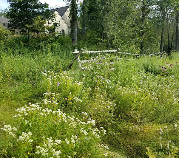 Short-tooth mountainmint graces the meadow in front of this home. 