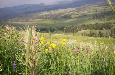 Yellowstone National Park, August