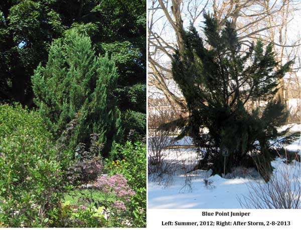 Blue Point Juniper, Before and After Snow Damage 2013