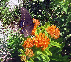 Eastern tiger swallowtail butterfly female