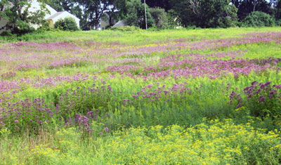 August 2013 Meadow at Harkness State Park