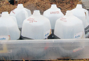 How to Start Seeds in a Recycled Milk Jug@judyschickens