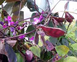 Purple hyacinth bean