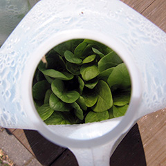 How to Start Seeds in a Recycled Milk Jug@judyschickens