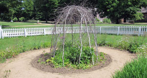Sticks form the bean trellis in the center of this informal front yard garden. 