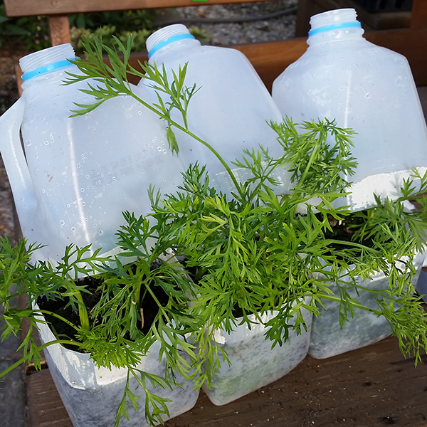 Start seeds in milk jugs--outdoors, in late winter