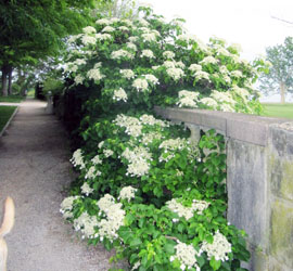 Hydrangea petiolaris 