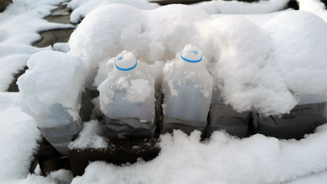 Winter Seed Sowing in Old Milk Jugs