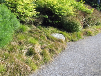 Appalachian sedge forms a dense border beneath amsonia and sumac.