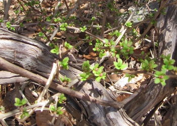 Invasive weeds are among the first plants to leaf out in early spring