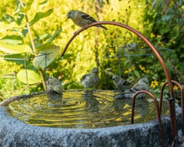 Goldfinches visit birdbath, photo by Tony Bacewicz