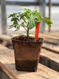 Spring seedling in biodegradable CowPot. 