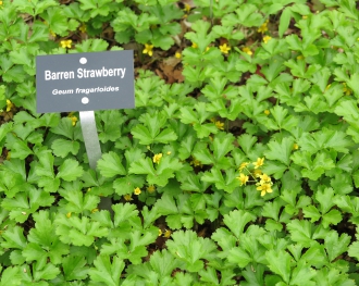 Barren strawberry