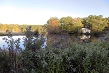 Lakeside buffer garden