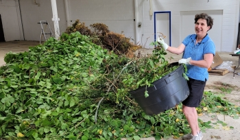 Kathy Connolly tosses bittersweet vines into a pile of knotweed destined for biochar production