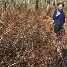 Kathy Connolly surveying barbery-infested site at The Preserve State Forest. 