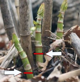 Japanese knotweed (Polygonum cuspidatum) cut below first joint. Photo: Petie Reed