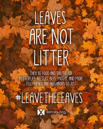 Leaves are not litter by Xerces Society