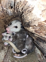 Mama opossum nestled in a hollow log with babies. 