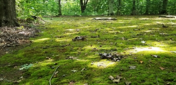 Moss lawn in shade