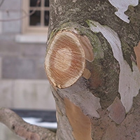 Fresh pruning cut on a Stewartia tree 