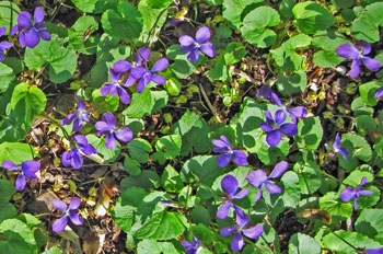 Common lawn violets (Viola sororia) are native plants with value to fritillary butterflies, among other creatures.