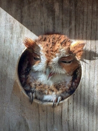 Barred owl in nest box specially designed for owls. 