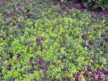 Bearberry, native groundcovering shrub