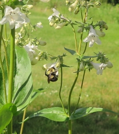Bee collecting pollen from Penstemon digitalis. Photo by Kathy Connolly