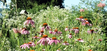 Purple coneflower in front of daisy fleabane, native pollinator plants. 