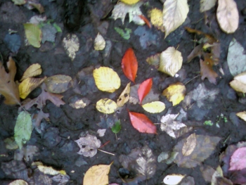 colorful leaves on ground