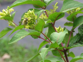 Bumblebee queens forage the May flowers of bush honeysuckle. Photo: Kimberly Stoner, Ph.D. 