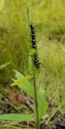 Monarch caterpillar on milkweed stem