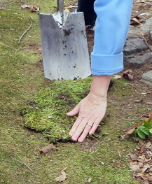 Planting moss patch. 