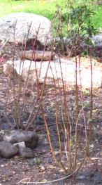 deer damage on redtwig dogwood