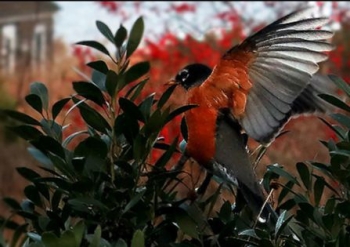 Overwintering robin lands on inkberry. 