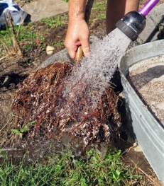 Root washing is an excellent way to ensure healthy root growth. 