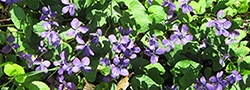 Violets are native plants