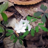 Anemone growing wild in woodlands