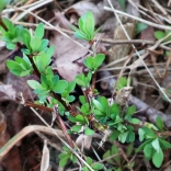 Japanese barberry