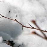 Japanese barberry thorns