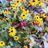 Rudbeckia and blackberries