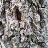 Emerald ash borer hole in ash tree