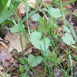 Garlic mustard (Alliaria petiolata)